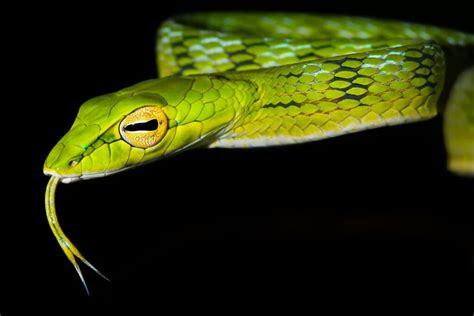 Asian Vine Snake Animal Facts Ahaetulla Prasina Az Animals