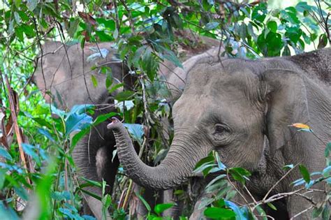 The Elusive Borneo Pygmy Elephant