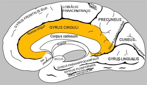 Gyrus Isthmus Of Cingulate Gyrus Lingual Gyrus Splenium
