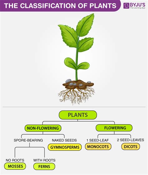 Difference Between Flowering And Non Flowering Plants