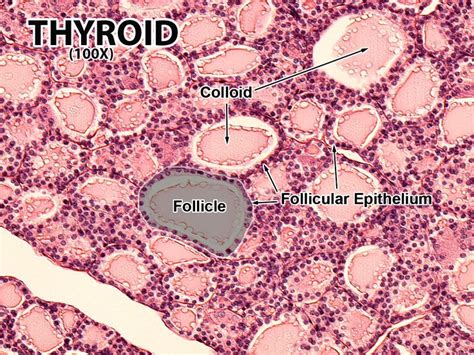 Slide Of Thyroid Labled Microscopic Pictures Aandp Microscope