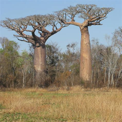 Grandidiers Baobab Adansonia Grandidieri