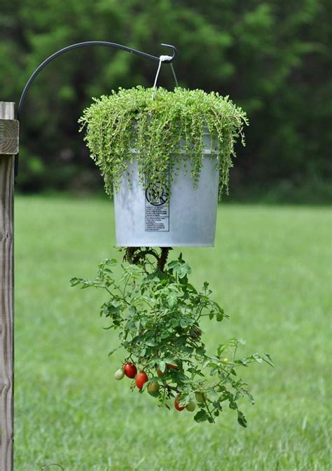 For this hanging basket project, purchase tumbling tom tomato plants. 17 DIY Upside-Down Planter Ideas | Balcony Garden Web