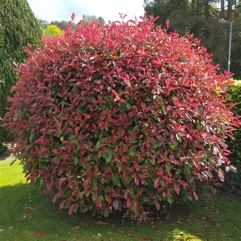 Red Robin Hedging Plants 20 40cm Photinia Christmas Berry