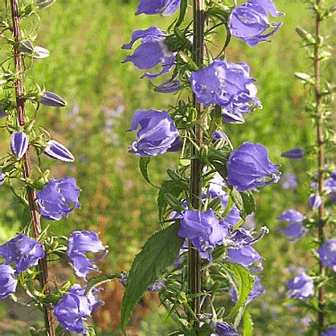 Campanula Americana Tall Bellflower Wildflower Seed
