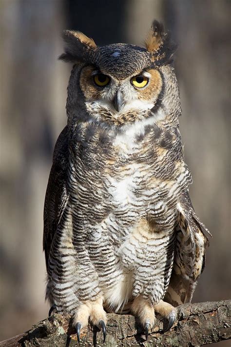 Woodland Wildlife Spotlight Great Horned Owl University Of Maryland