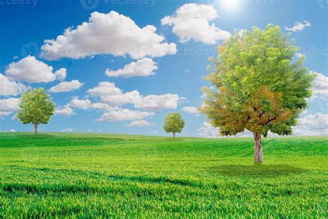 Beautiful Trees In The Meadow Onely Tree Among Green Fields In The Background Blue Sky And