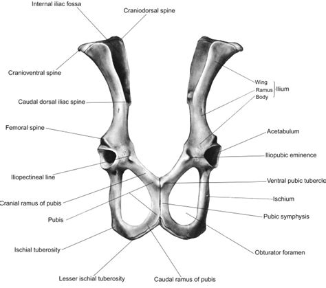 Canine Pelvic Limb Muscle Anatomy