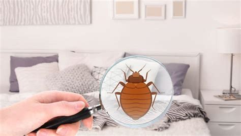 How To Prevent Bed Bugs From Traveling With You Hanaposy