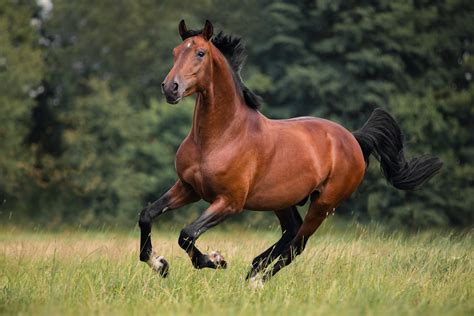 Types Of Horses Used In Education The Plaid Horse Magazine