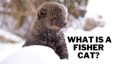 Are Fisher Cats Aggressive To Humans Trust The Answer