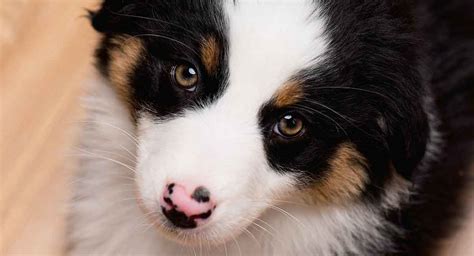 Top 10 Cutest Dog Breeds In The World Ranked Cuteness Overload Vlr