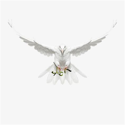 Download Wings Of A Dove | Wings, White doves, Feather vector