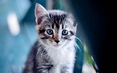 Sad Kitten Cat Face Kitty Wallpapers Eyes