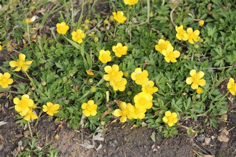 Flowering Creeping Buttercup Ranunculus Repens Plant With Green Leaves