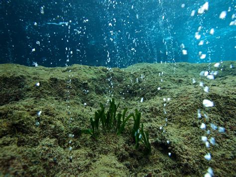 Untangling The Many Ways Ocean Acidification Harms Marine