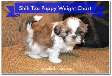 Estimating The Adult Size Of A Tzu Using A Shih Tzu Puppy Weight Chart