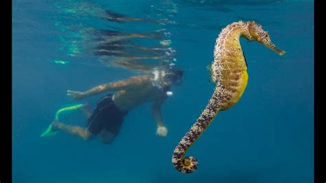 Galloping Extinction The Last Stand Of The Seahorse Hd Borneo From