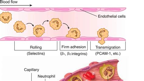 Cellular Phase Of Acute Inflammation Youtube