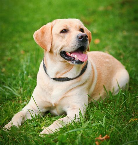 Labrador Retriever Dog Images New Hd Picutures Downloads