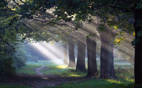 Nature Landscapes Trees Path Trail Sunlight Filtered Beams Rays Leaves