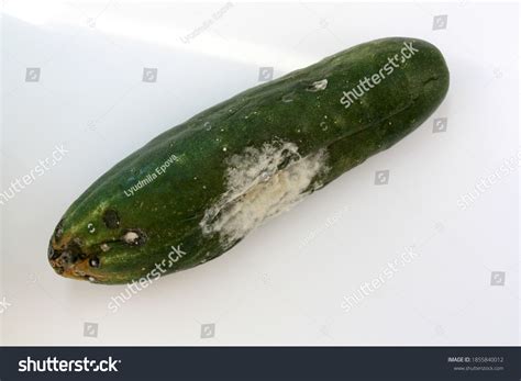 Rotten Cucumber Mold On White Background Stock Photo 1855840012