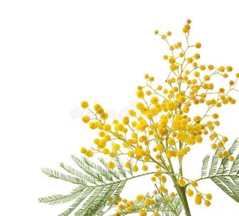 Beautiful Mimosa Plant With Yellow Flowers On White Background Stock