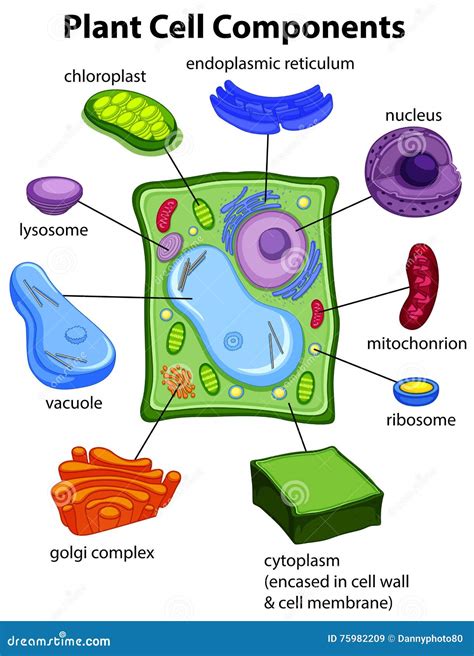 Plant Cell Diagram Download Plant Cell Anatomy Stock Vector