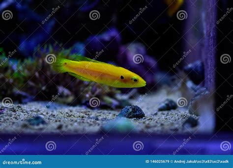 Yellow Blue And Striped Marine Fish In Aquarium Wih Corals Stock Image