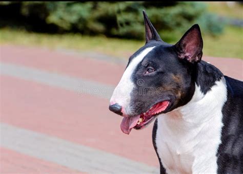 Bull Terrier Black And White Portrait Stock Image Image Of Exterior