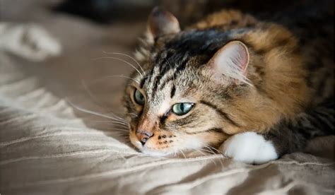 Feline Depression Causes Symptoms And Solutions Catpointers