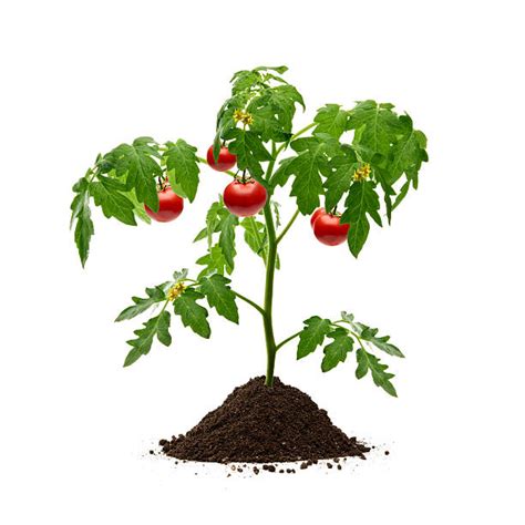 Tomato Plant Stock Photos Pictures And Royalty Free Images Istock