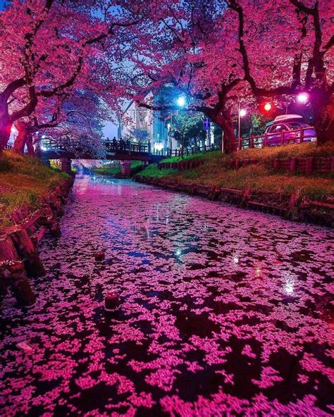 Japanese Cherry Blossom Tree At Night