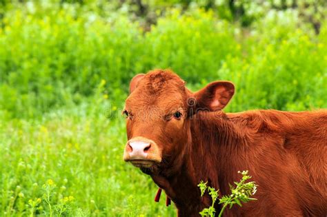 Two Brown Dairy Cows With Horns Lie On A Flower Meadow With The Blue