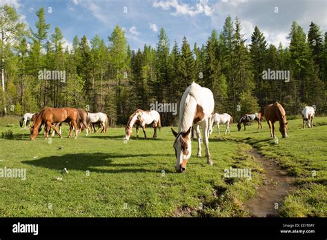 Horses Graze At The Artemis Acres Guest Ranch In Kalispell Montana