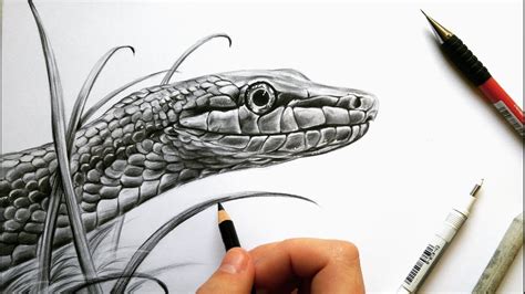 If you want to draw realistically like a. Drawing a realistic snake in graphite! | Leontine van ...