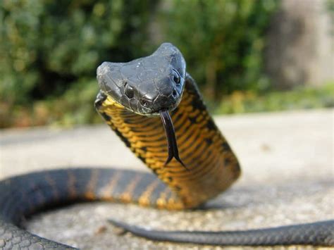10 Of The Most Venomous Snakes In The World