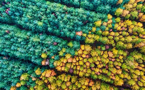 Drone Shot Of Forest Covered With Trees · Free Stock Photo