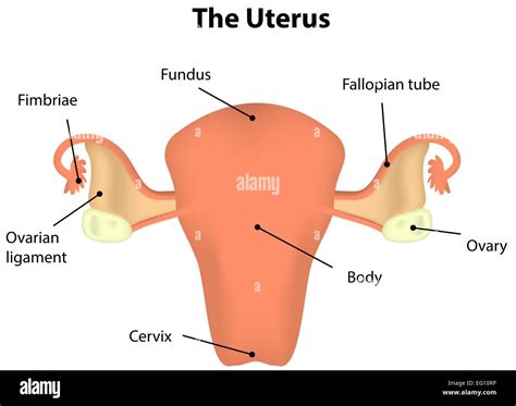 Uterus Labeled Diagram Stock Vector Image And Art Alamy
