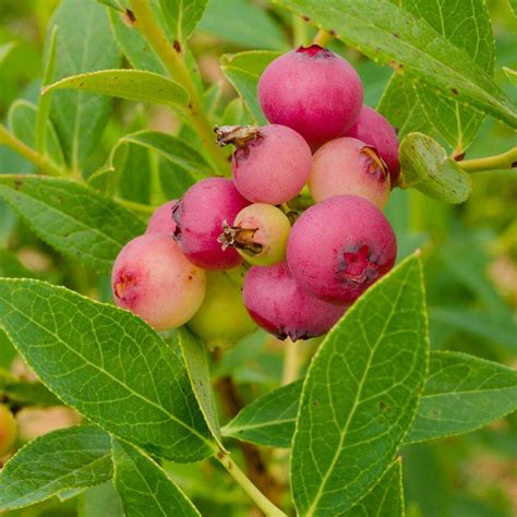 How To Care For Pink Lemonade Blueberry