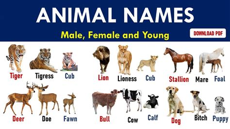 Male And Female Animal Names