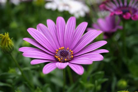I colori, le forme ed i profumi che contraddistinguono i fiori li rendono unici ed amati da moltissime persone. Immagini Belle di Fiori - 47 Foto | Sfondi HD | Bonkaday.com