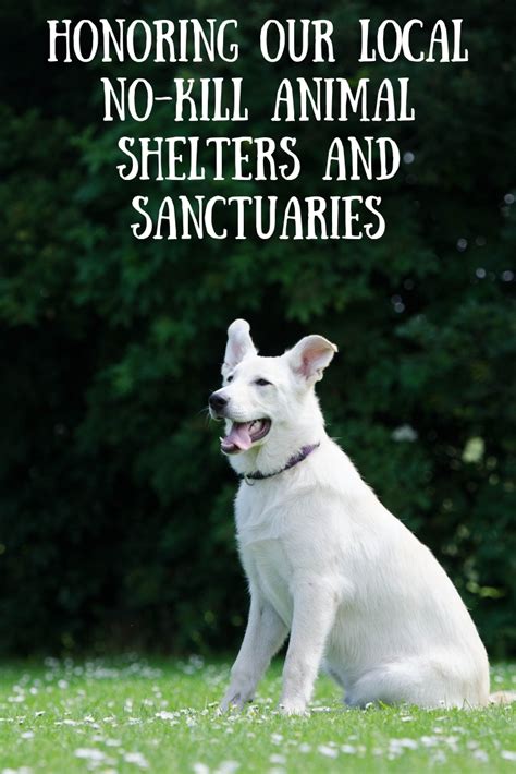 Honoring Our Local No Kill Animal Shelters And Sanctuaries The Place