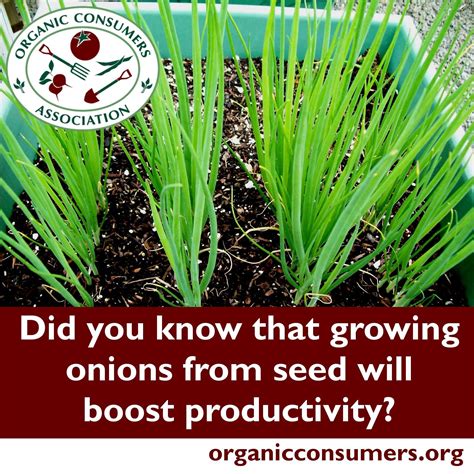all-about-growing-onions-growing-onions,-green-onions-growing,-urban-farming-gardening