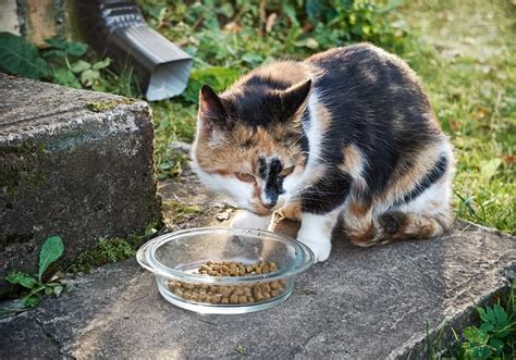 Aging often means decreased energy, difficulty walking, and loss of appetite. Best Cat Food For Older Cats With Bad Teeth