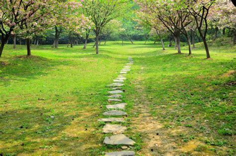 Forest Stone Path Stock Photo Download Image Now Istock