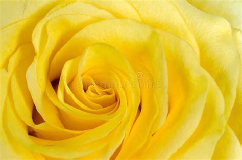Close Up Of Yellow Rose Petals Stock Photo Image Of Band Beautiful