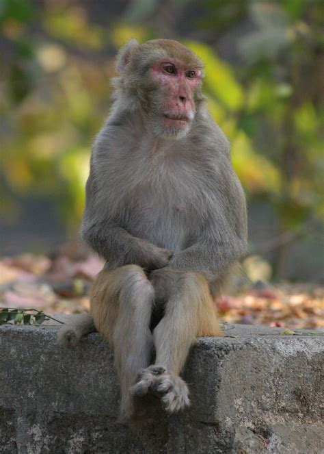 Free photo: Sitting Monkey - Animal, Ape, Monkey - Free Download - Jooinn
