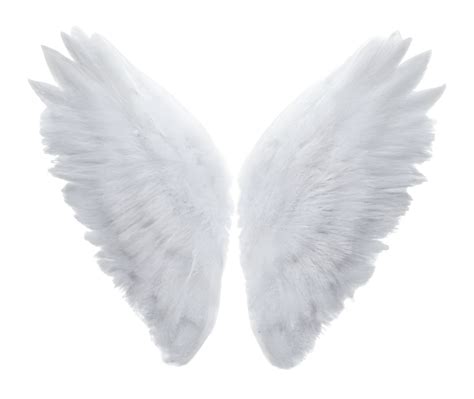 White Angel Wings 21887974 Png