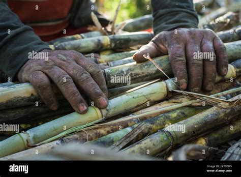 Detailed View Of The Hands Of A Sugar Cane Farmer With His Hands Resting On The Juicy Sugar